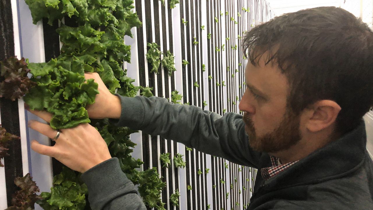 Madison Central High School teacher Derek Adams shows off lettuce grown in an AppHarvest shipping container turn into a farm. (Spectrum News 1/Khyati Patel)