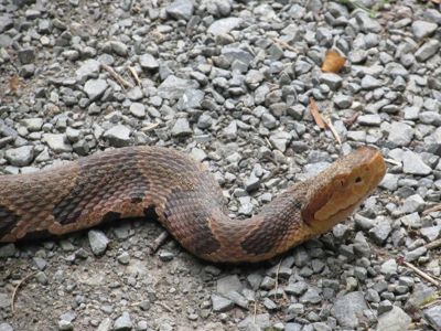 Most Common Snakes In Nc