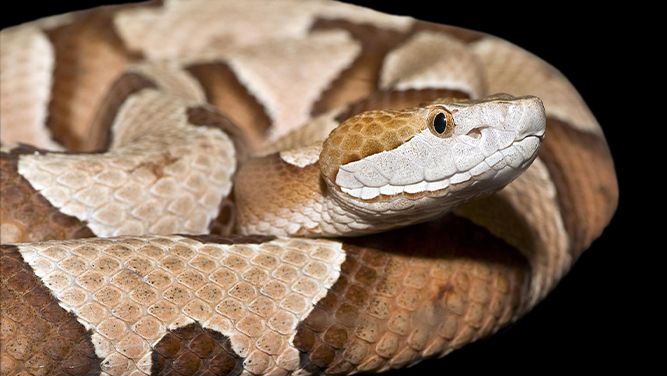 Look Out For This Venomous Snake In North Carolina