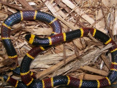 Most Common Snakes In Nc