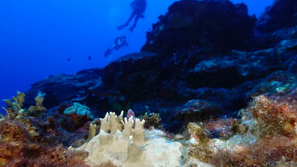 Global coral bleaching event