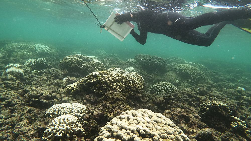 The lethal Stony Coral Tissue Loss Disease has not yet been found in Hawaii waters. DAR officials plan to keep it that way. (Photo courtesy of the Department of Land and Natural Resources)