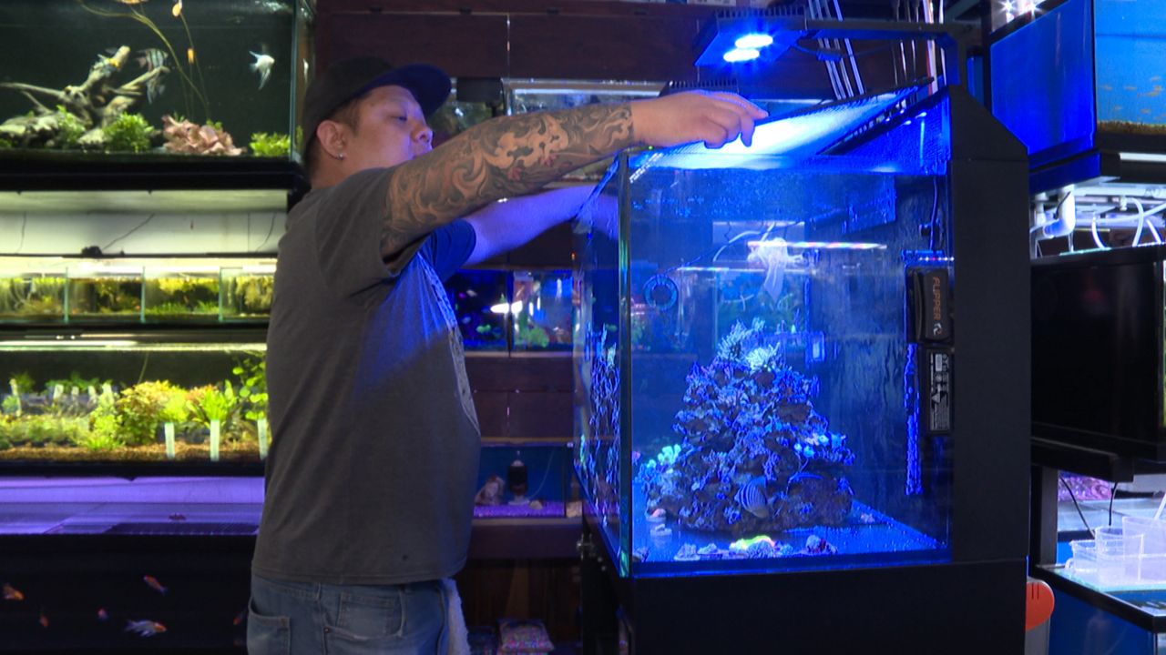 Fish Store Owner Frags Coral To Multiply Inventory