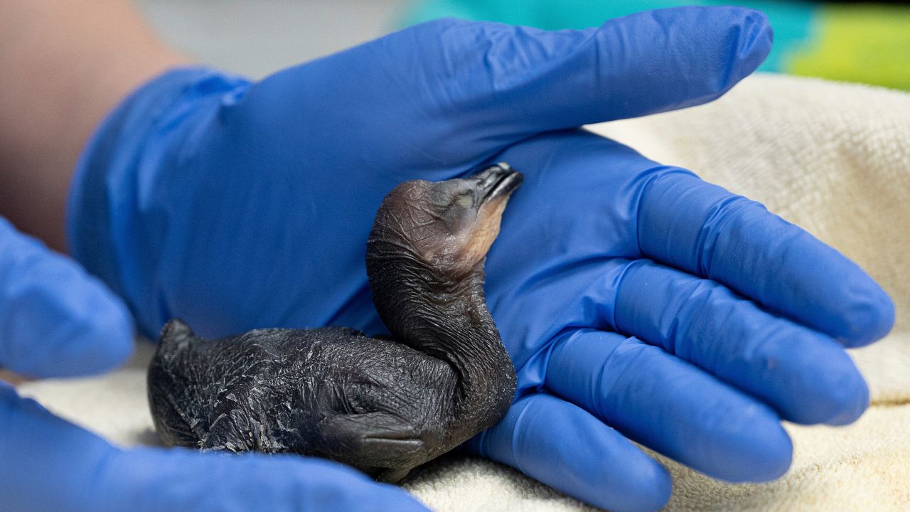 (Ariana Gastelum/International Bird Rescue via AP)