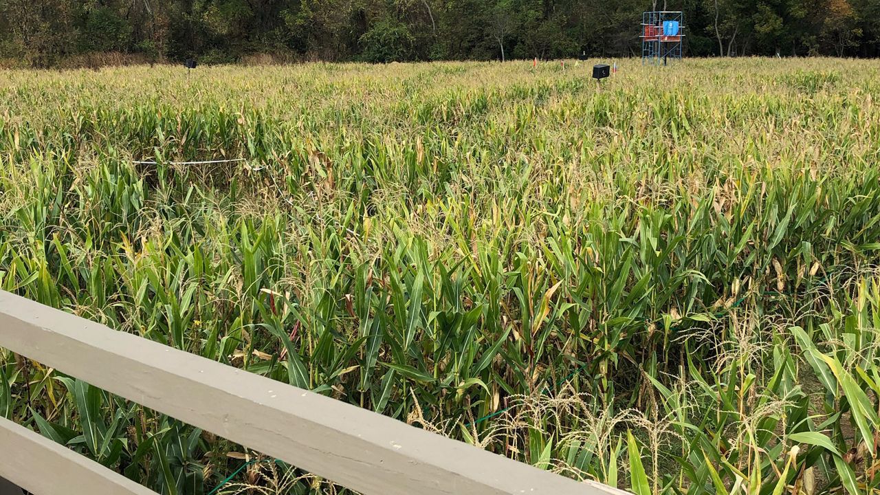 Inside the Corn Maze at the Queens County Farm Museum