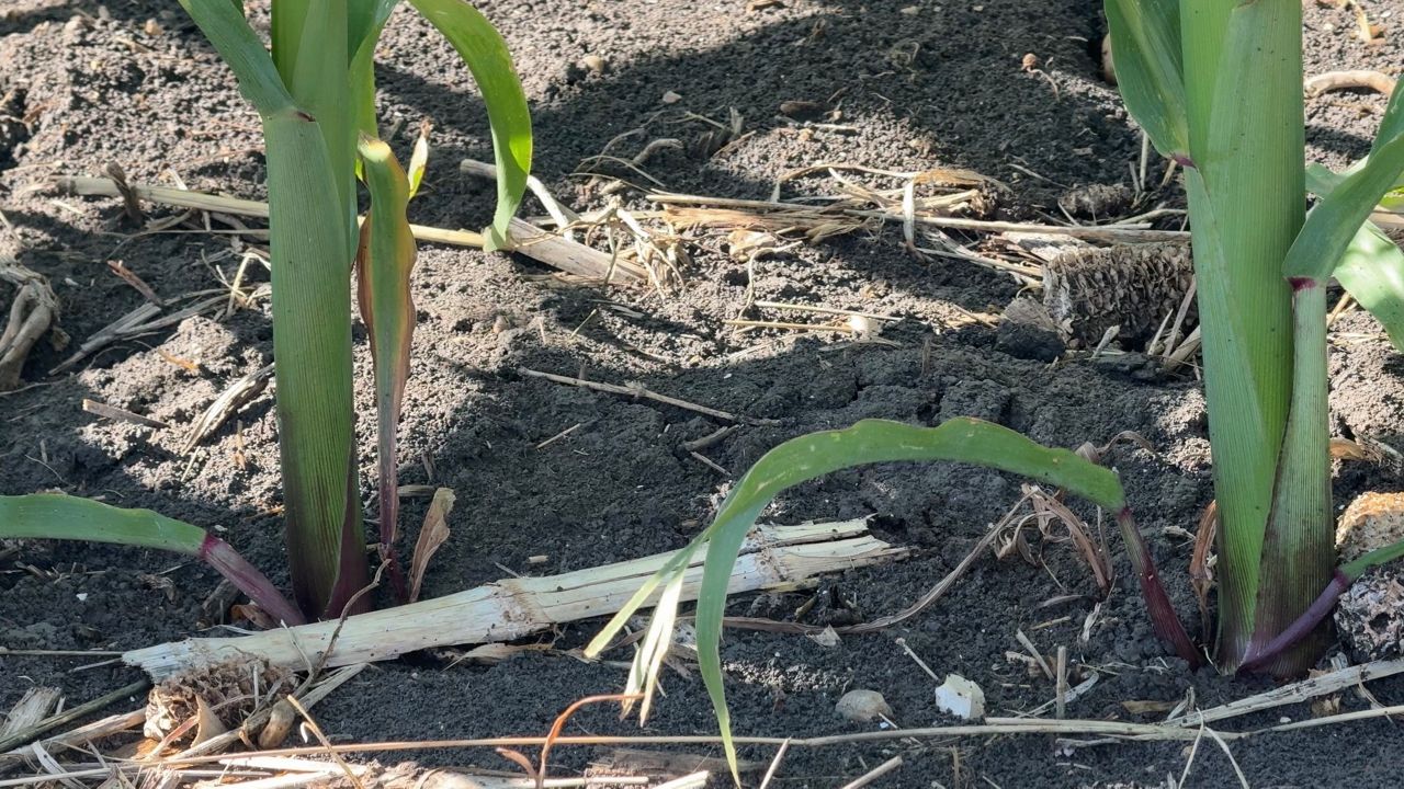 Fertilizer price increases affecting Texas agriculture industry