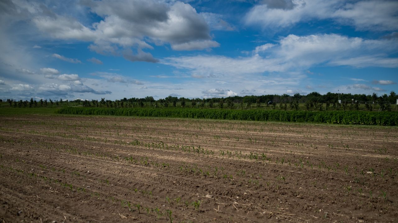 The research farm at Cornell Agritech in Geneva. (Emily Kenny/Spectrum News 1)