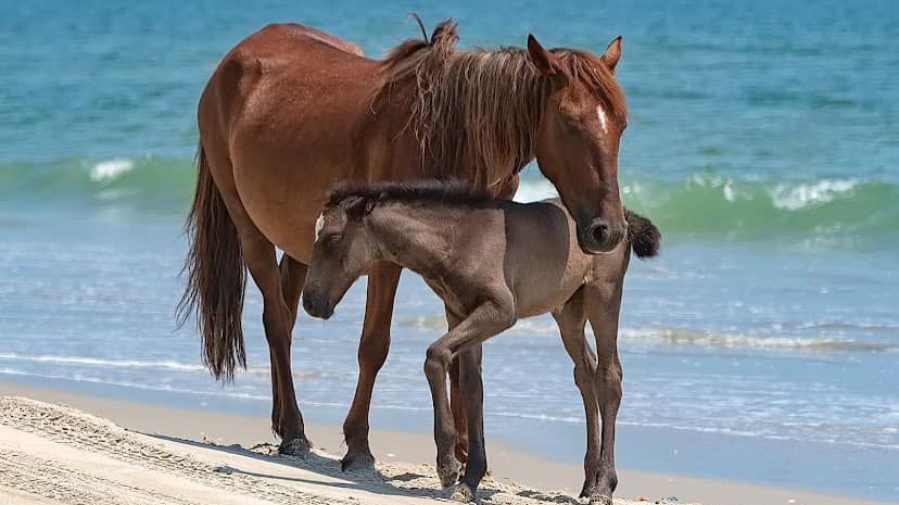Cora Mae had five foals in recent years, according to the Corolla Wild Horse Fund. (Courtesy Corolla Wild Horse Fund)