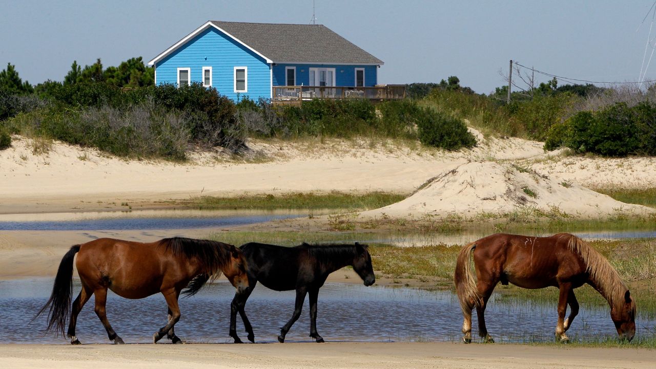 A beloved wild horse was euthanized after a driver struck the horse with a vehicle in the Outer Banks Friday night, according to the Corolla Wild Horse Fund, a nonprofit organization that manages a herd of Corolla wild horses in the area.