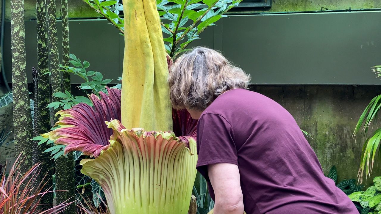 Corpse flower in bloom