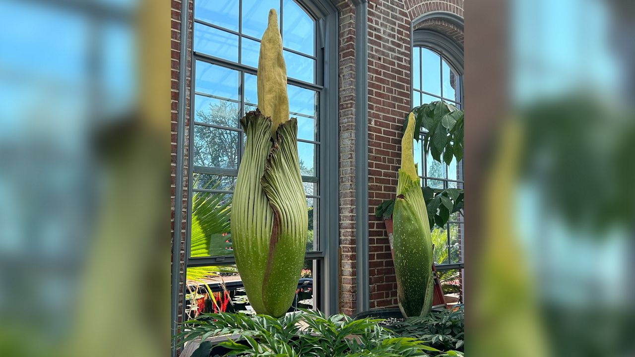 Second corpse flower to bloom at MoBOT next weekend