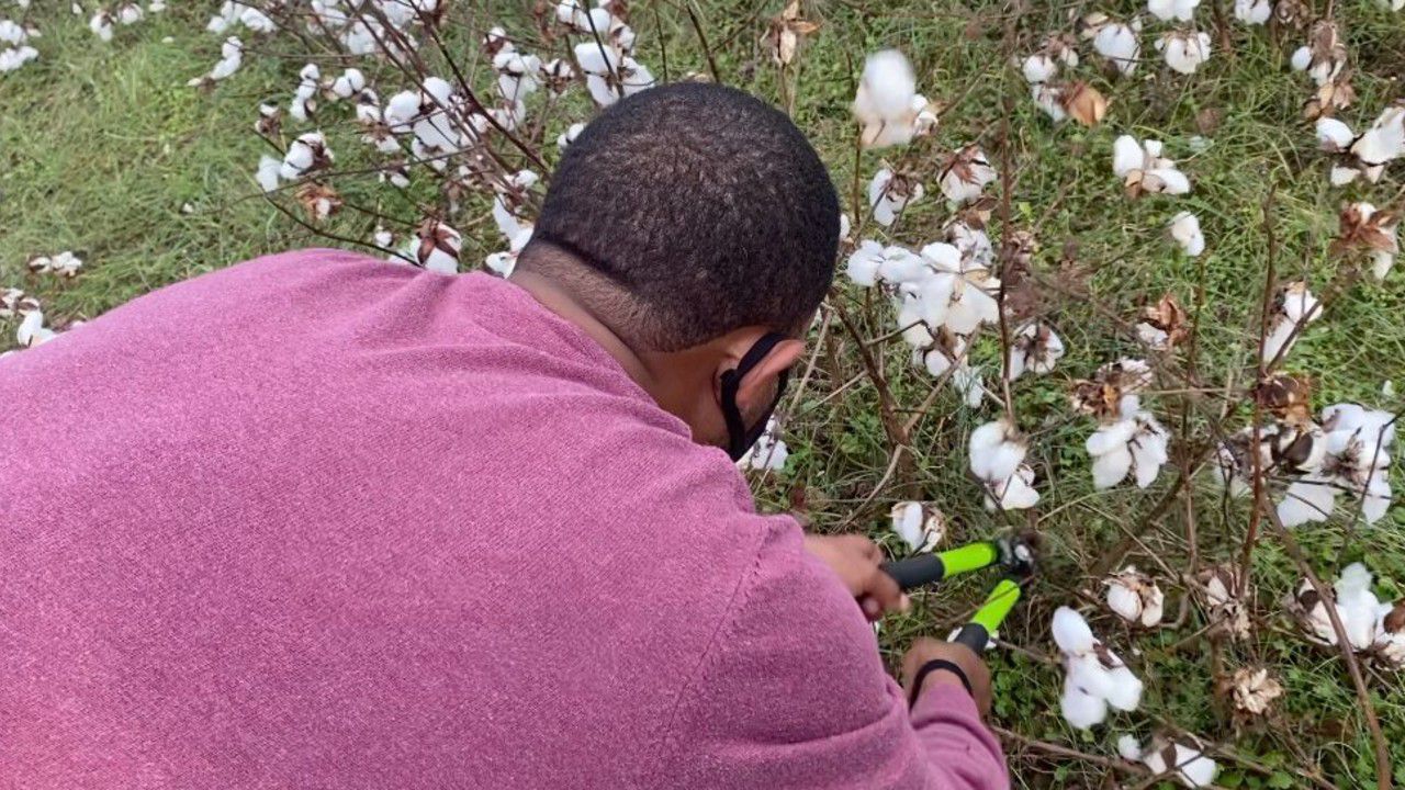 Black Farmers Rewrite the Narrative Around Picking Cotton