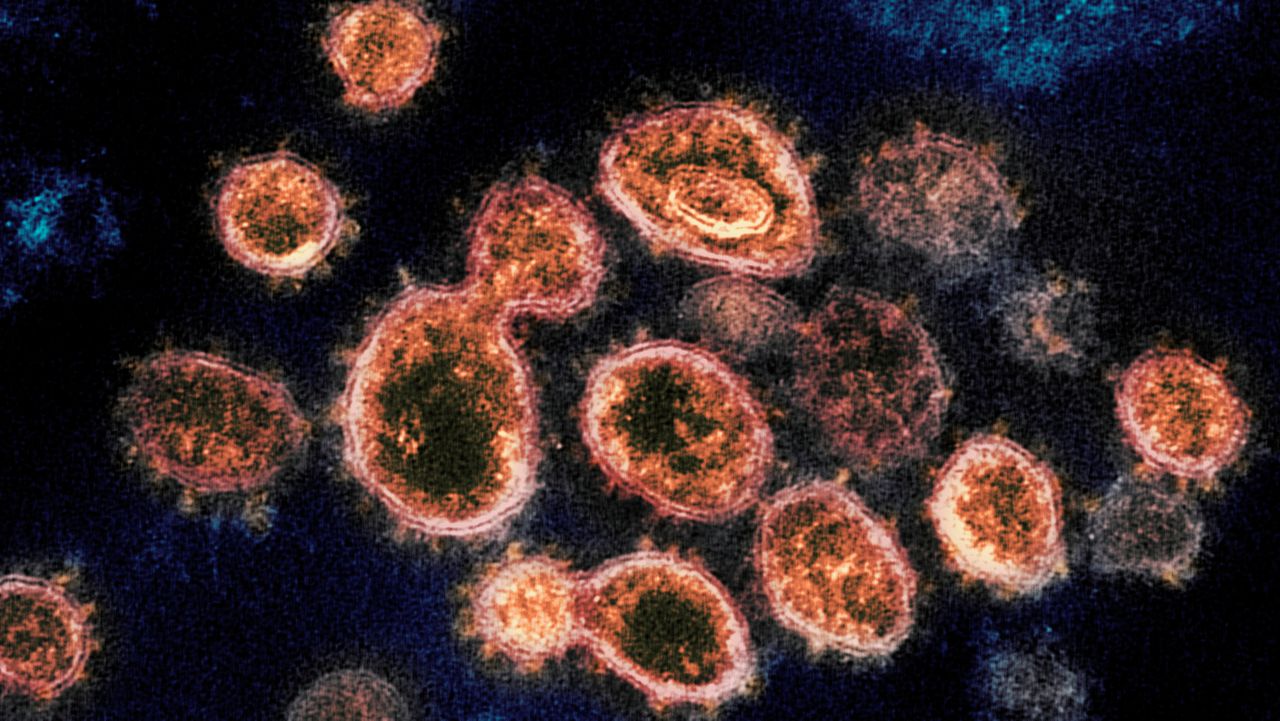 An image of coronavirus particles. (AP)