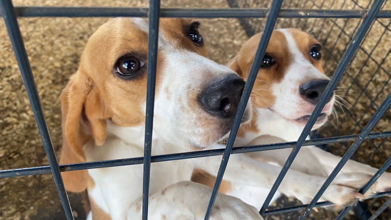 Dogs saved from meat trade in South Korea