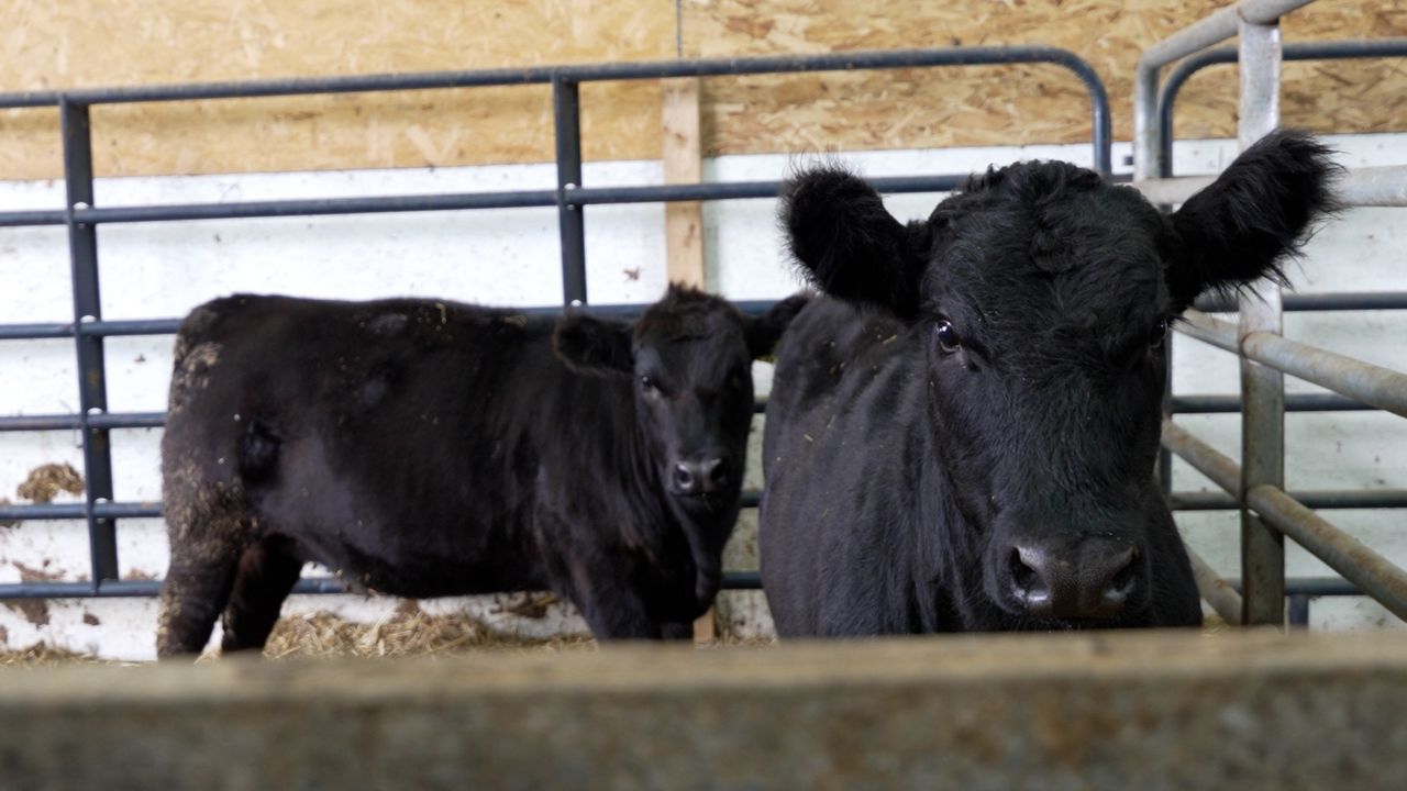 How to grow America's cattle herd