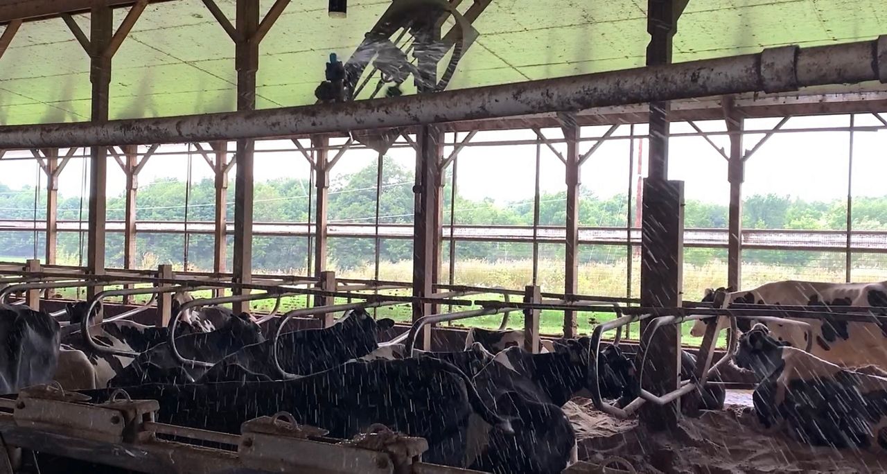 Cows in a sprinkler