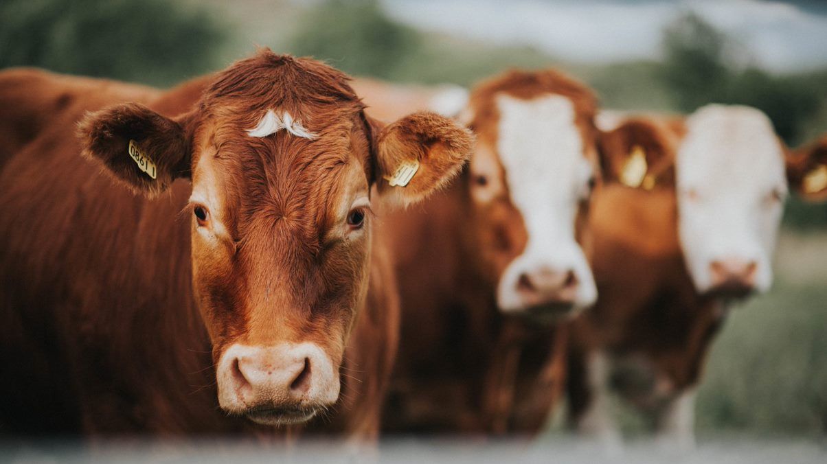 Cows led police to the spot where a man was hiding in the field near Boone, North Carolina. (File photo)