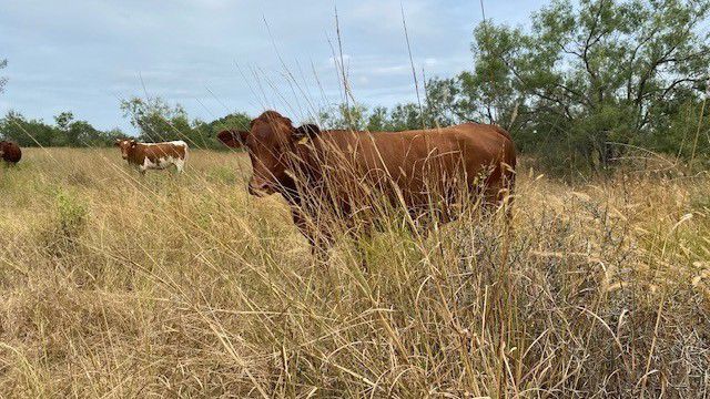 Combating climate change on a Texas ranch - Vimarsana News