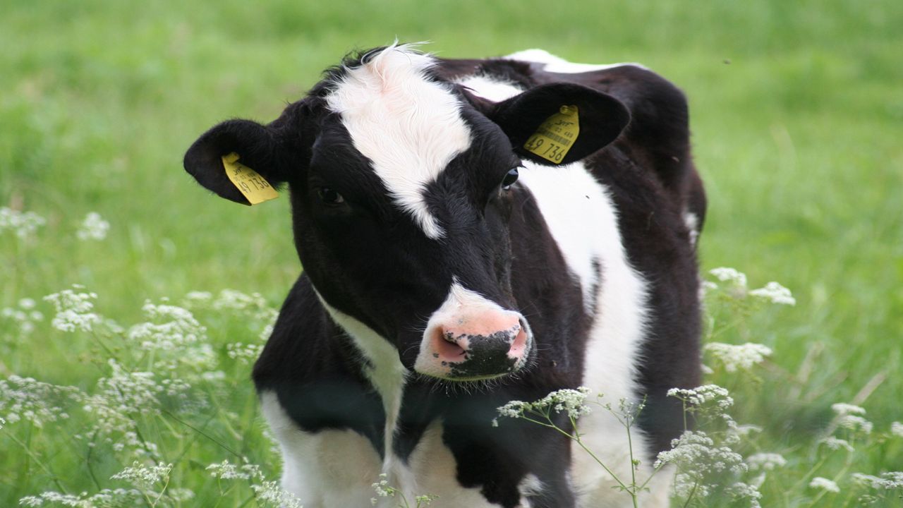 Weather Plays a Role in Milk Production in Dairy Cows