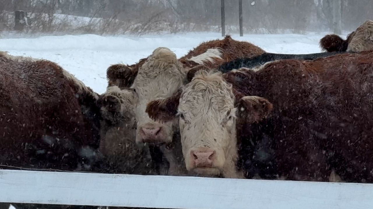 Farmers brace for the cold