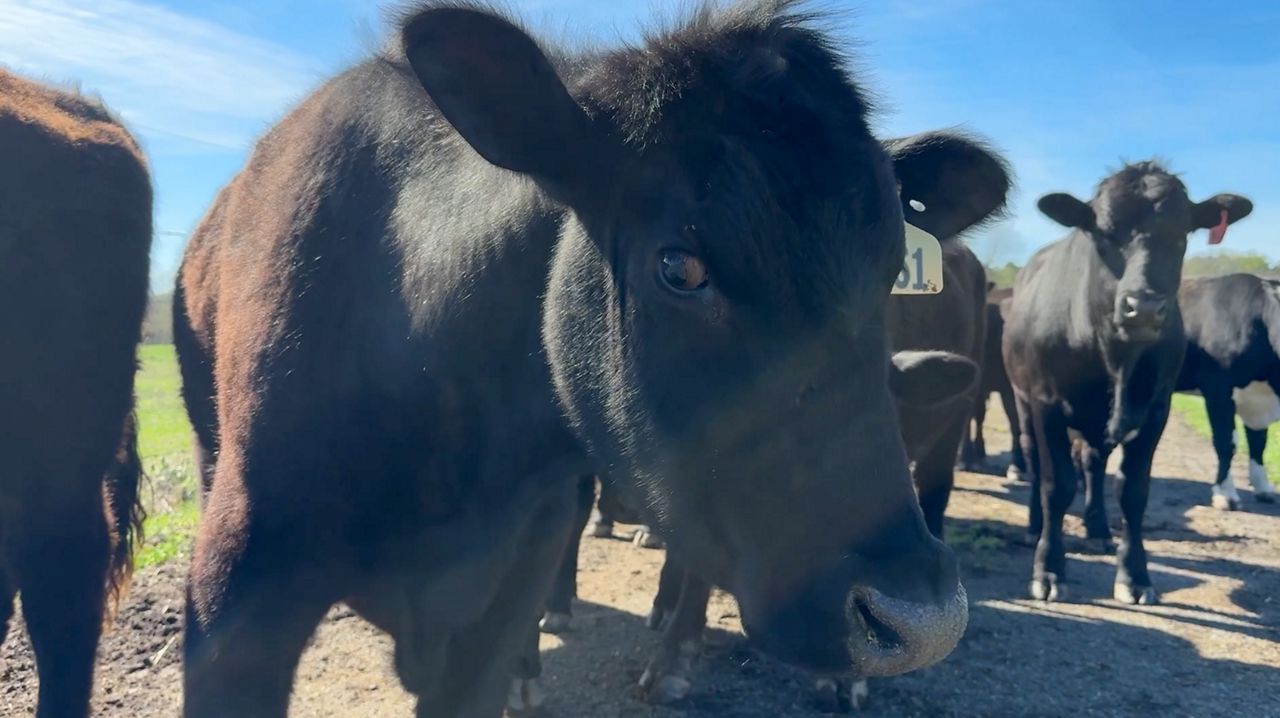 Farmers say recent cold snaps in N.C. could raise costs for consumers