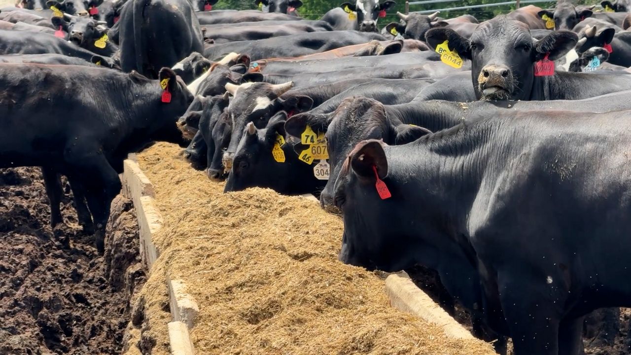 Texas farmers dealing with very dry conditions despite wet spring season