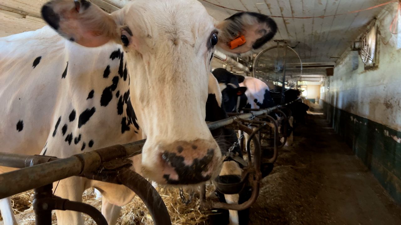 Seven Acre Dairy Company to preserve dairy history