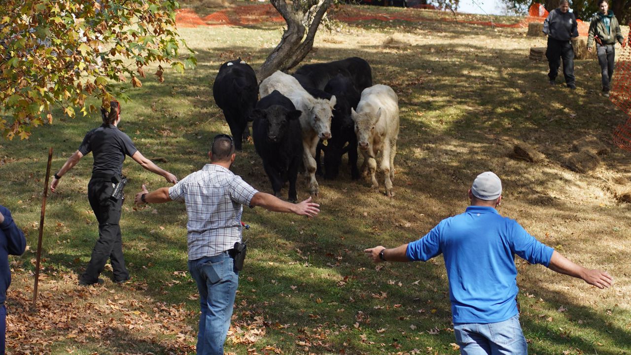 COWS!