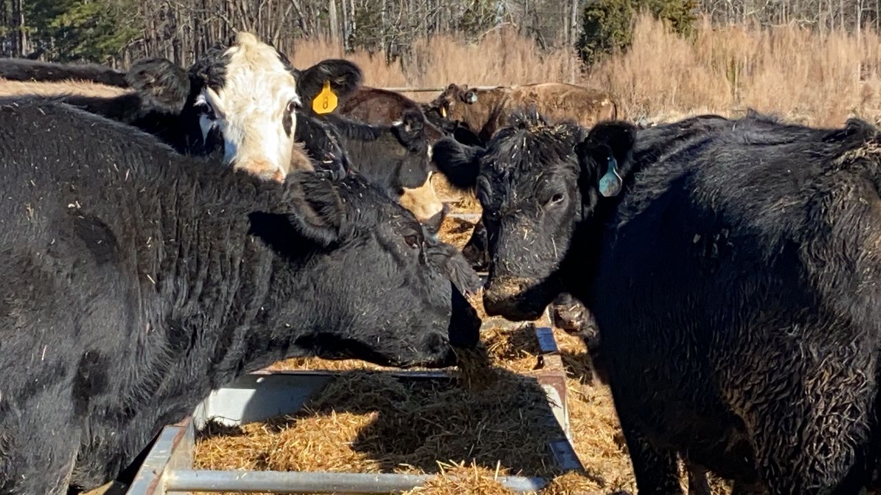 Cattle feed at Stephen Thomas' farm in Chatham County Wednesday morning. The state agriculture commissioner said farmers in 2020 were bolstered by a rebound in the export market, among other things.