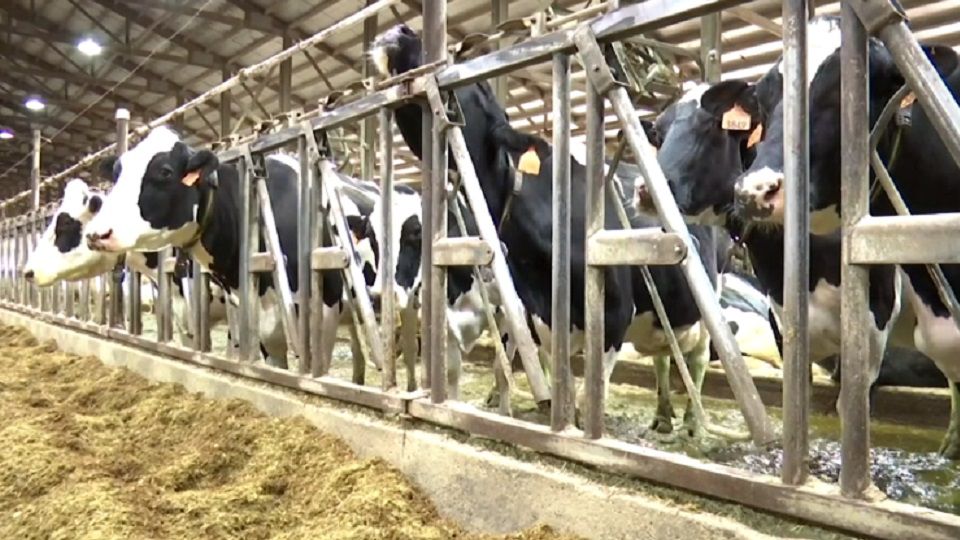 Assembly GOP: Help Needed For New York Dairy Farms