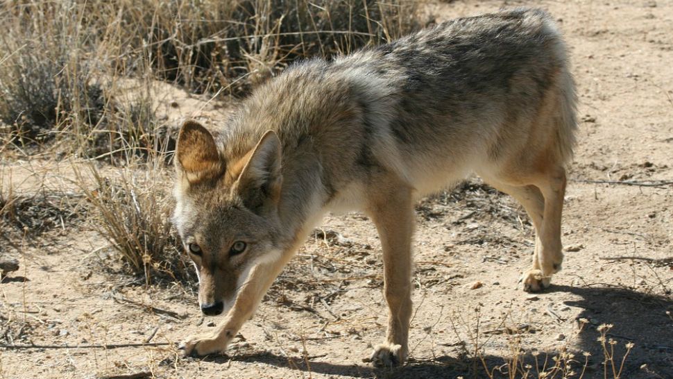 State wildlife officials are offering tips to deter coyotes because the spring typically brings a rise in sightings across North Carolina.