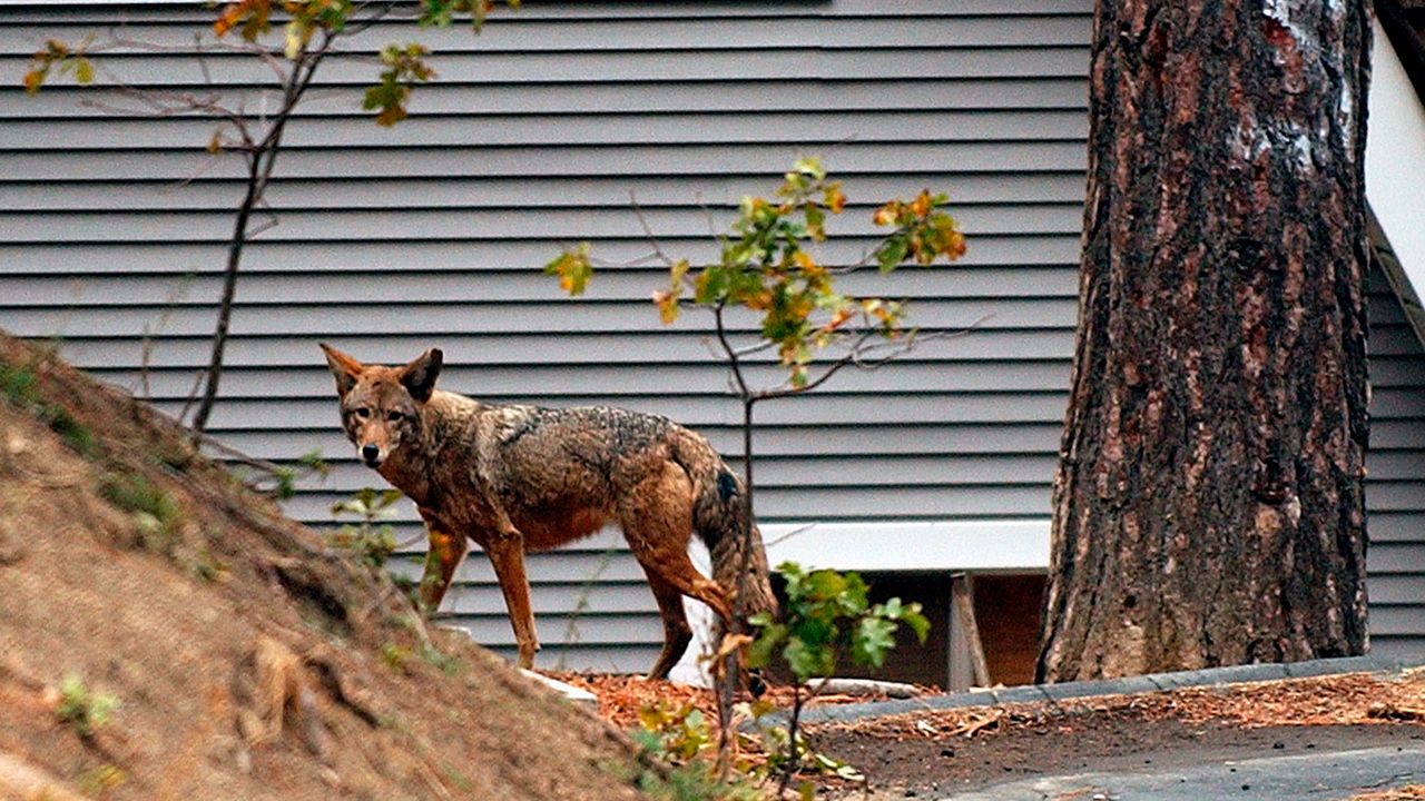 A coyote 