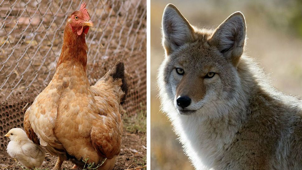 A man accidentally shot himself in the leg while defending his chickens from coyotes. 