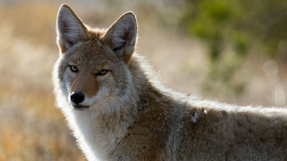 File image of a coyote