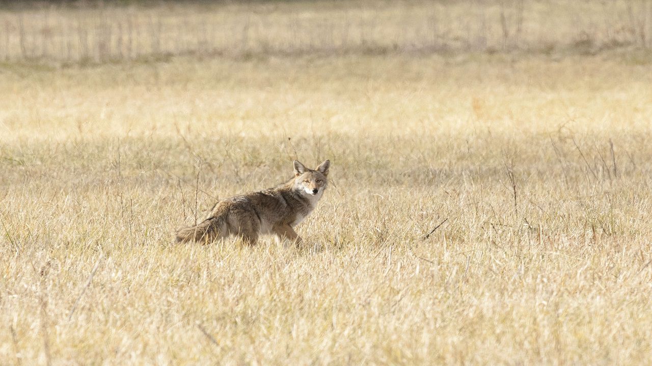 Young adult coyotes are out exploring and looking for their own territory in fall, an N.C. wildlife biologist says. (N.C. Wildlife Resources Commission/Melissa McGaw)