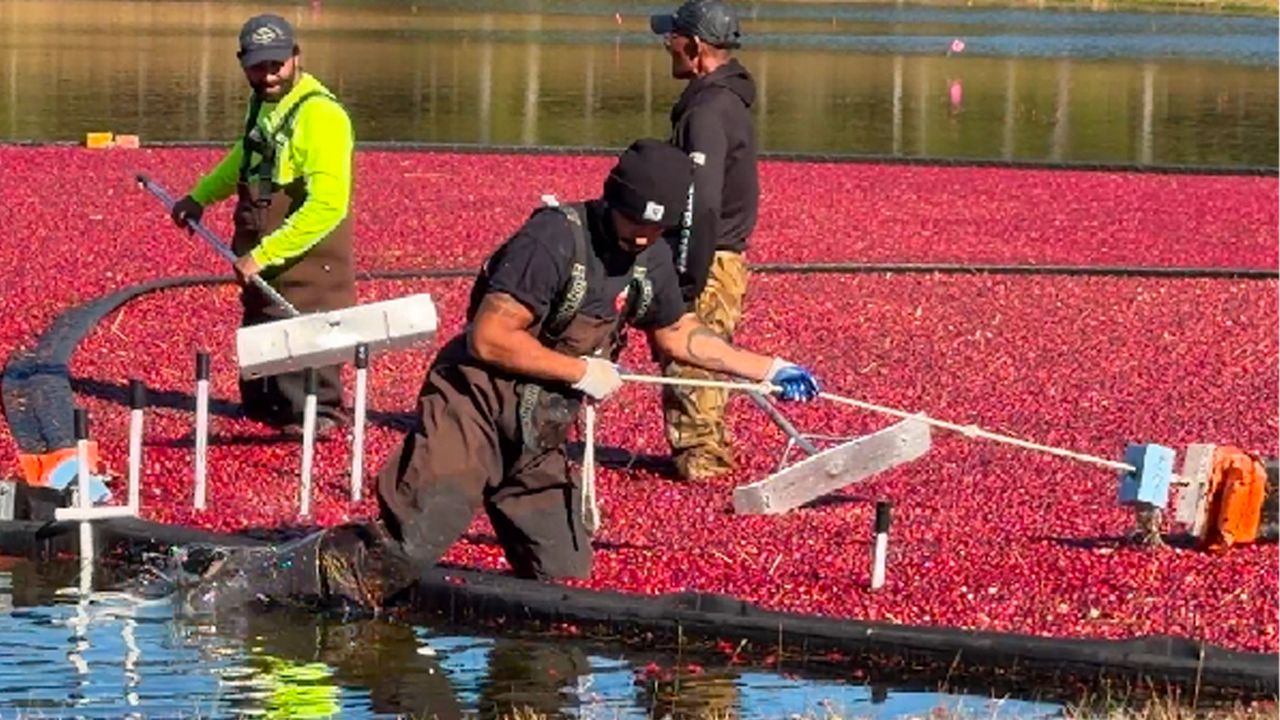 How one Massachusetts cranberry farm is keeping tradition alive