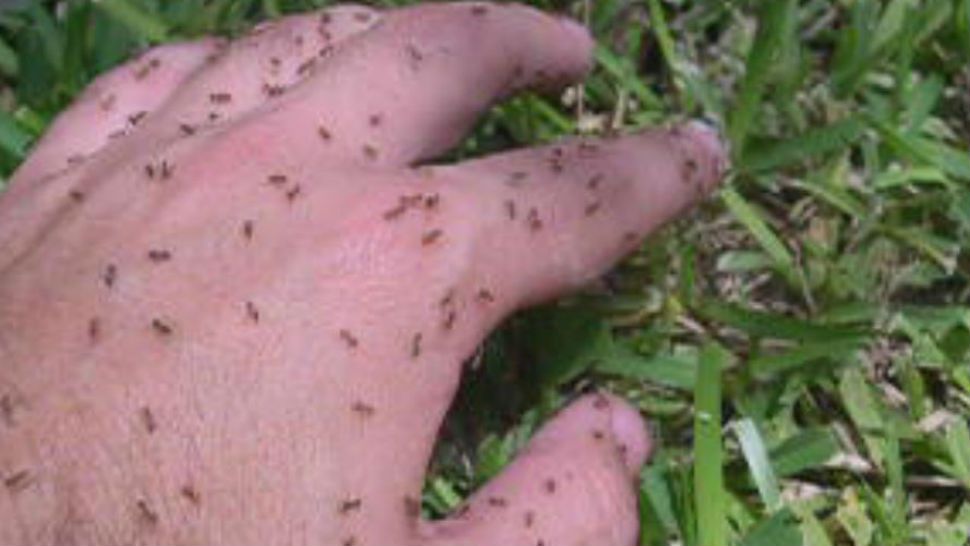 FILE- Still from video shared by Urban and Structural Entomology Program at Texas A&M University of crazy ants in the grass.