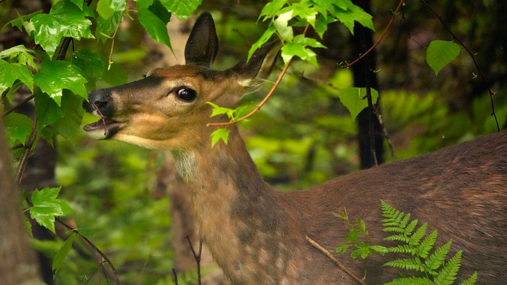 Epizootic hemorrhagic disease is an illness that's common for white-tailed deer. Most of the time, it results in death. (AP Photo/Robert F. Bukaty)