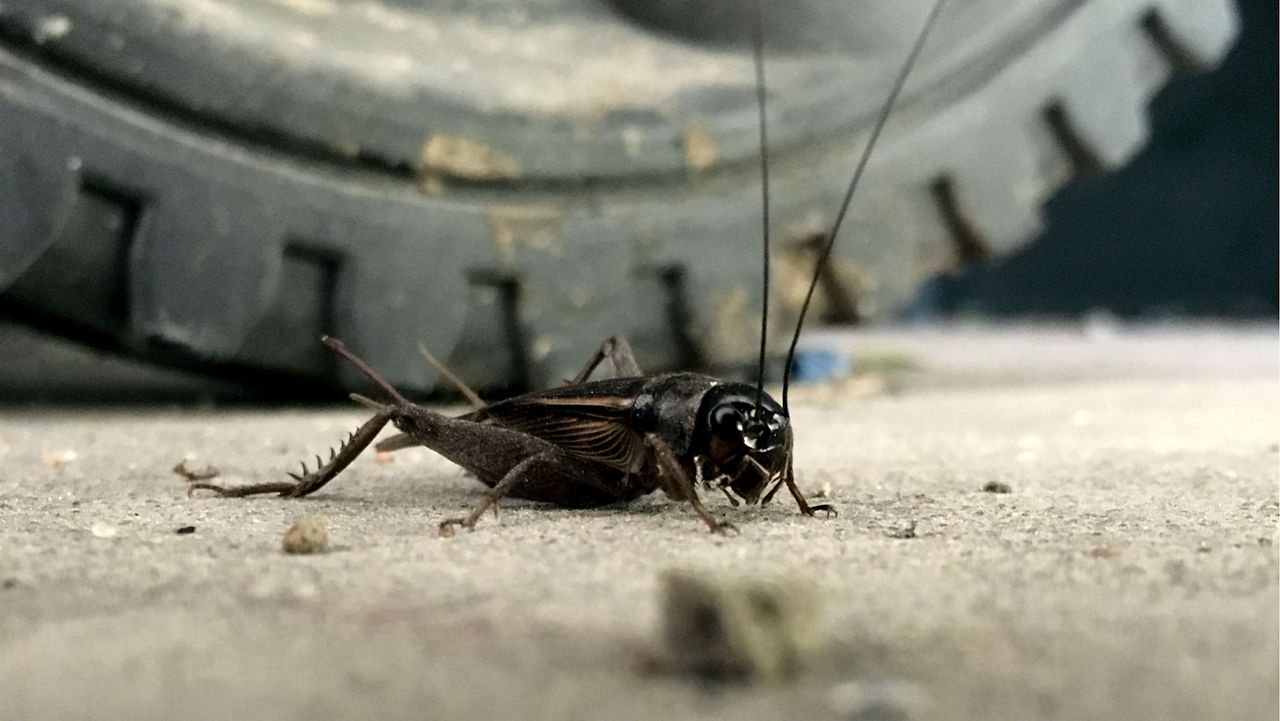 Cricket found outside the Spectrum News studio. (Spectrum News)