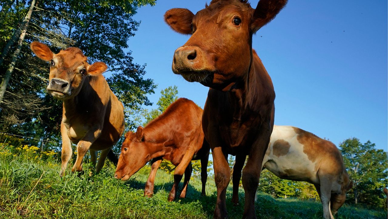 FILE - Cows graze in a field at a farm, Aug. 17, 2021, in Penobscot, Maine. The USDA trying to strengthen its system for animal-raising claims such as "pasture raised" and "grass fed". (AP Photo/Robert F. Bukaty, File)