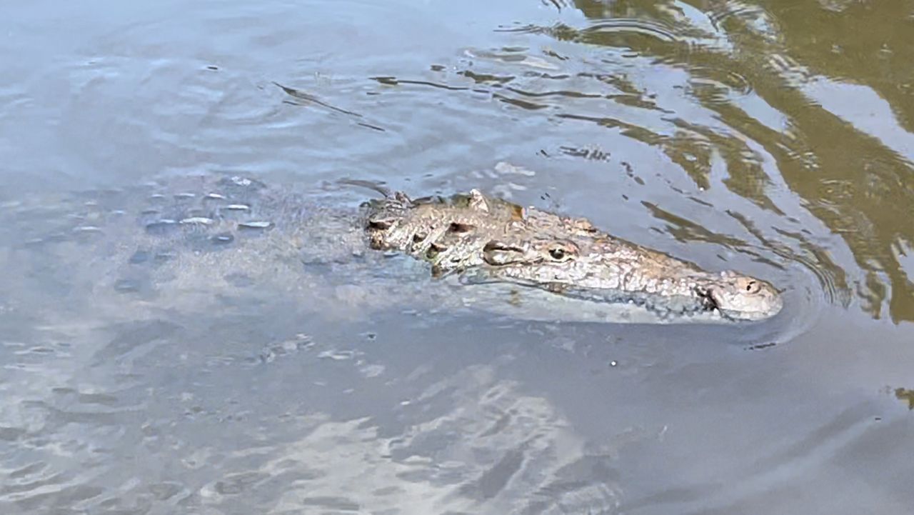 Crocodiles may be moving north through Florida