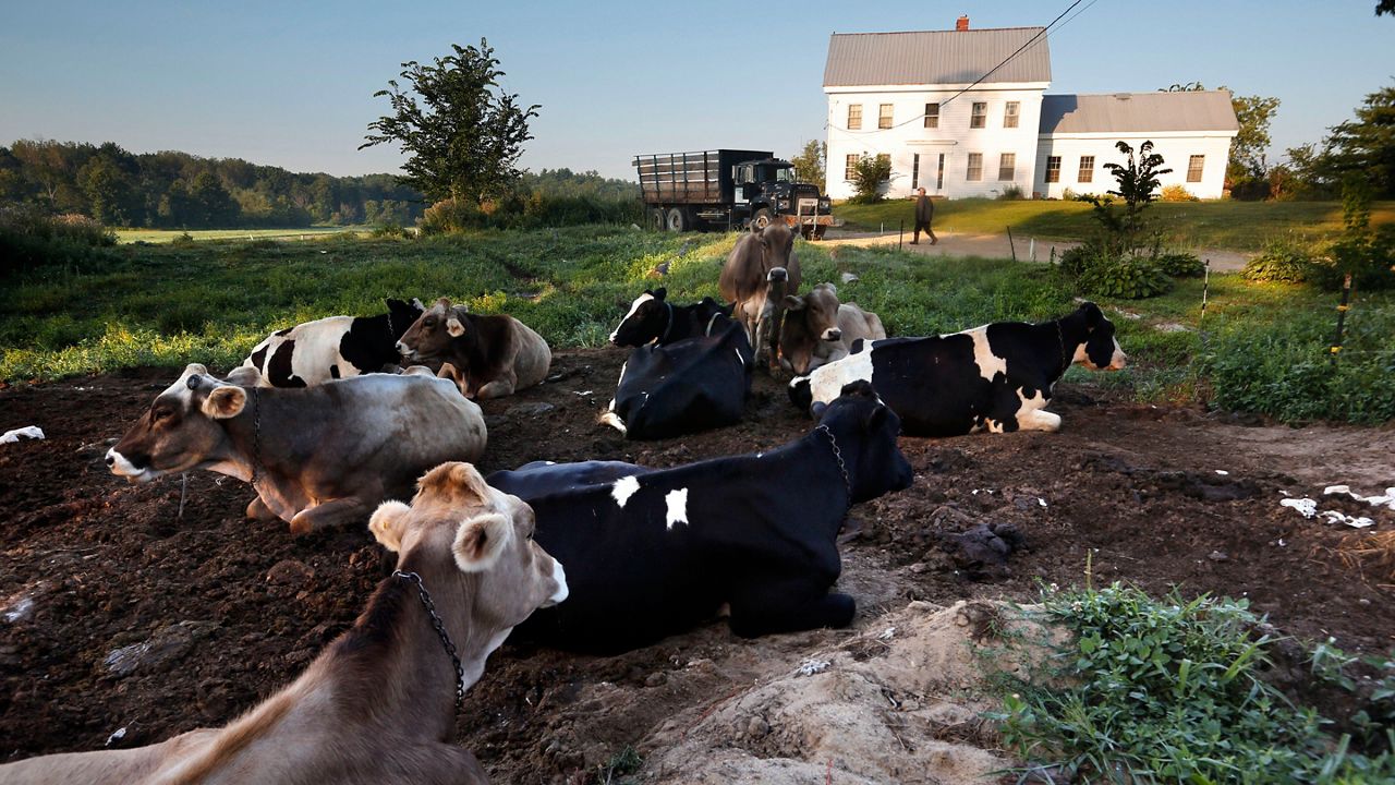 Dairy cows rest outside the home of Fred and Laura Stone at Stoneridge Farm, Thursday Aug. 15, 2019, in Arundel.  (Associated Press/Robert F. Bukaty, File)