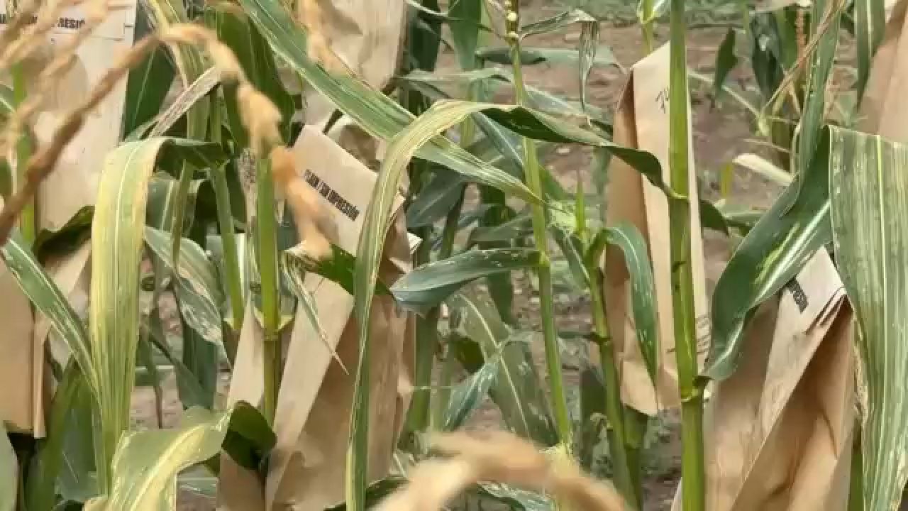 Farmers' developments of hybrid crops preserve consistent food supply amid changing weather patterns