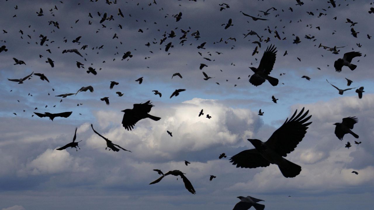 Crows of LA Friend or foe? 5 things to know