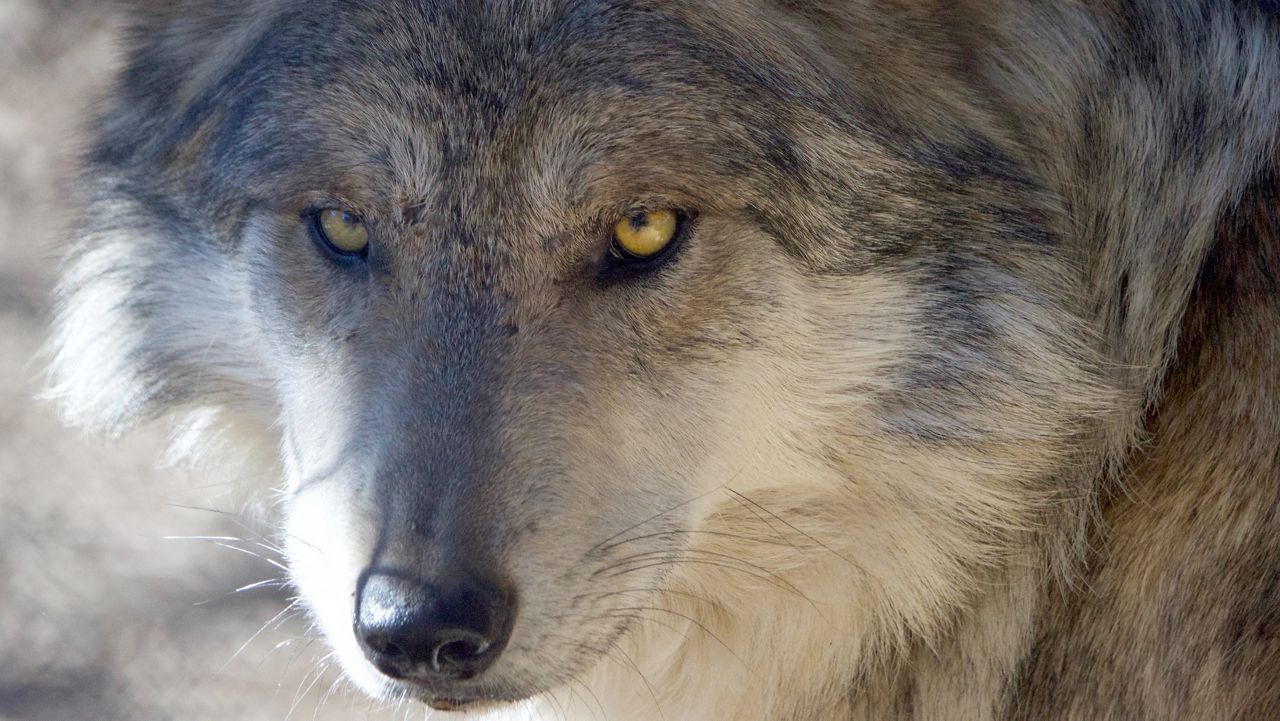 Center aims to help wolves make a comeback