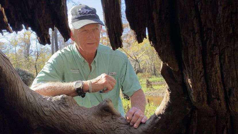 Charles Robbins peeks through a hollow bald cypress tree. (Spectrum News 1/Natalie Mooney)