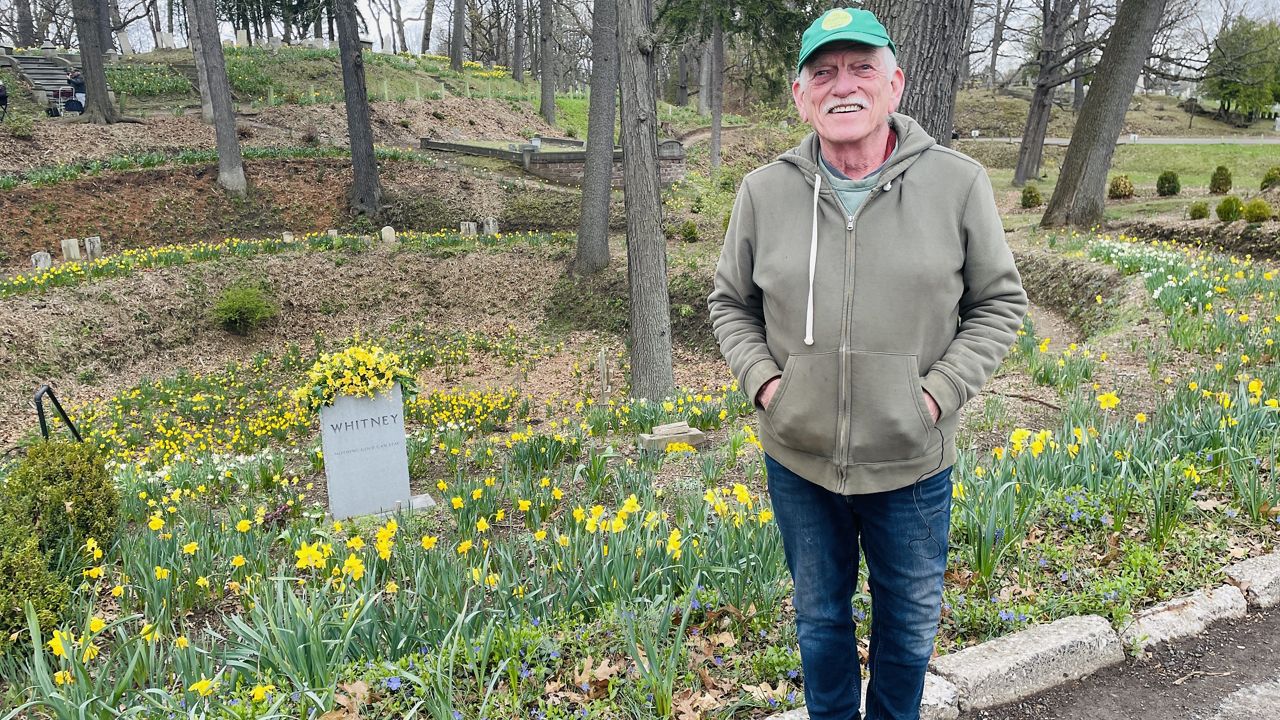 Daffodils in bloom at Mount Hope Cemetery in Rochester