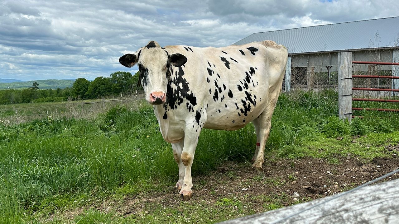 A cow in the pasture at Brigeen Farms in Turner, which has been in business since 1777. (Spectrum News/Susan Cover)