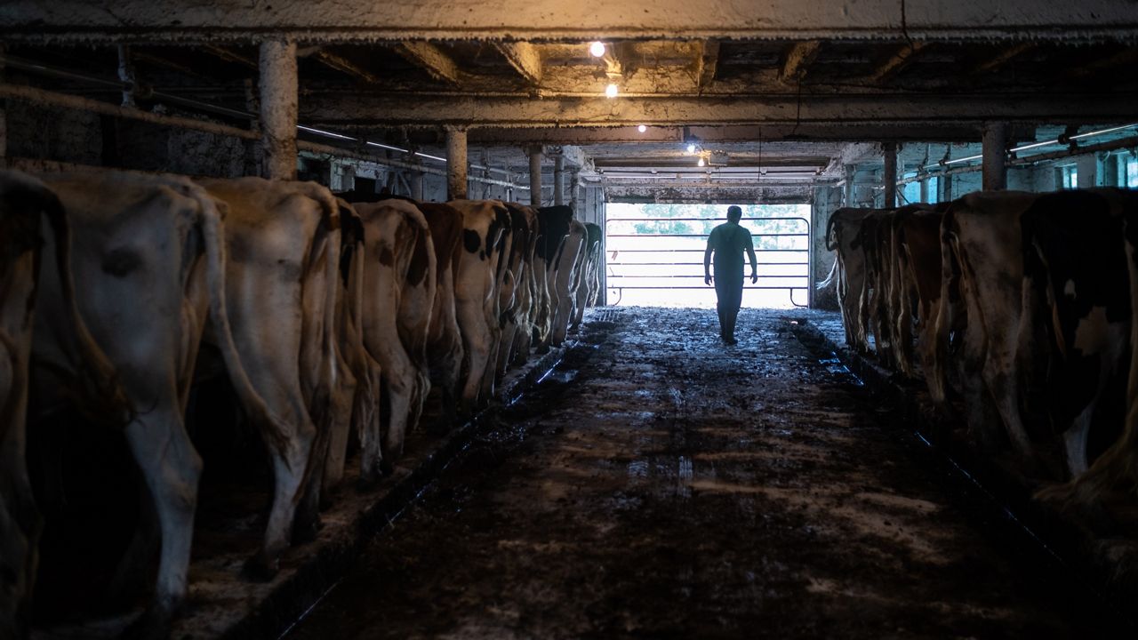 dairy farm