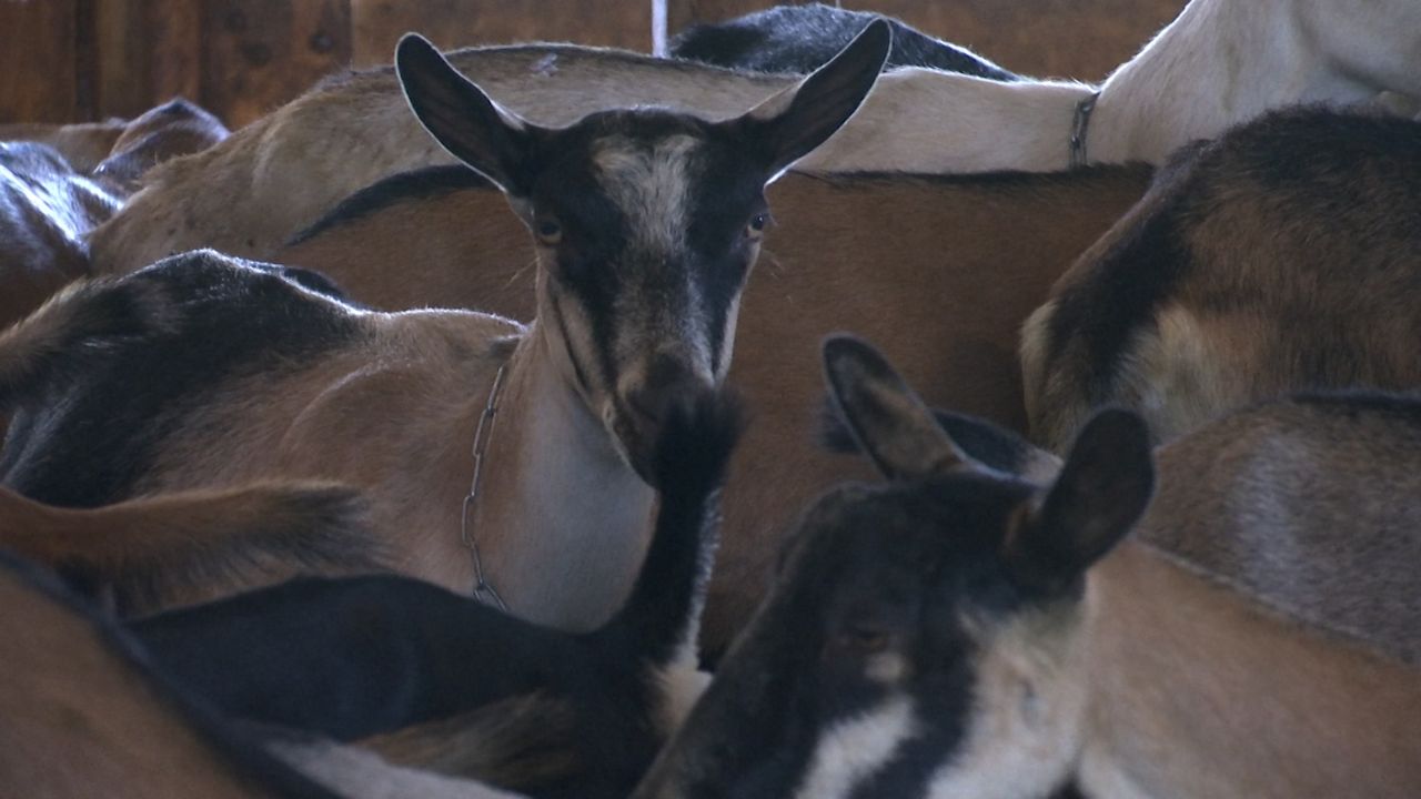 Nation's Only Dairy Goat Management Education Course